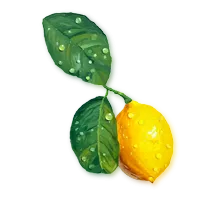 Fresh lemon on white background 