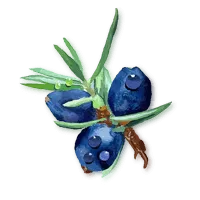 Juniper berries off the branch 