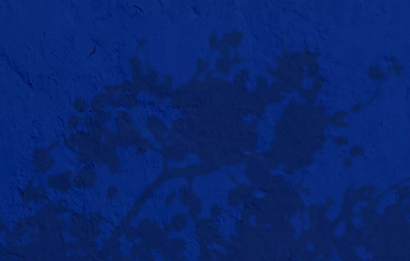 Blue background with shadow of a tree